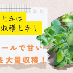 葉かき次第で甘さ倍増